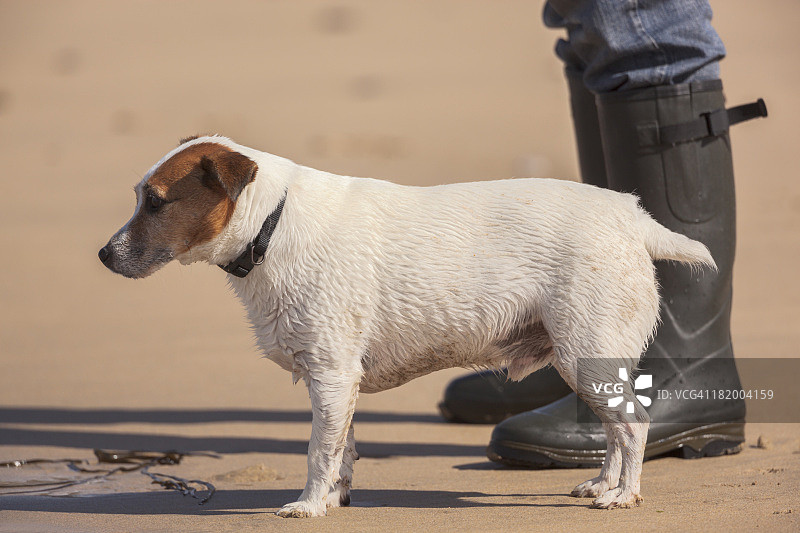 在英国康沃尔郡的杰克罗素梗犬与主人图片素材