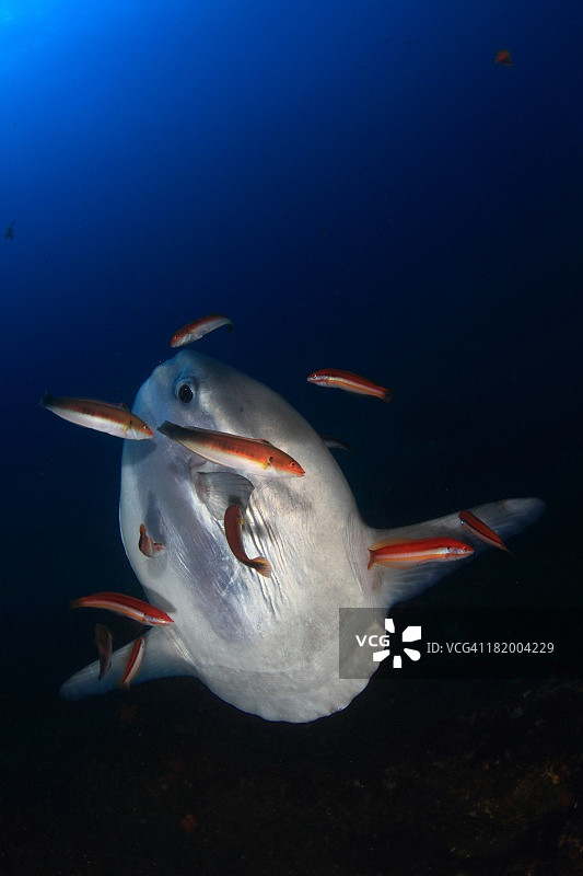 翻车鱼图片素材