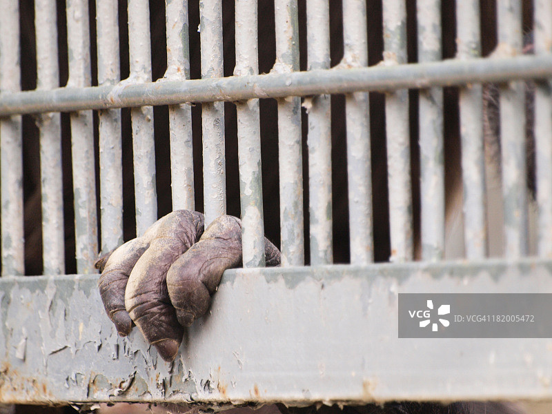黑猩猩抓住笼子的栏杆图片素材