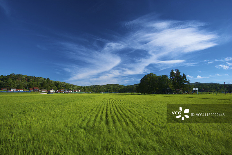 稻田与天空图片素材