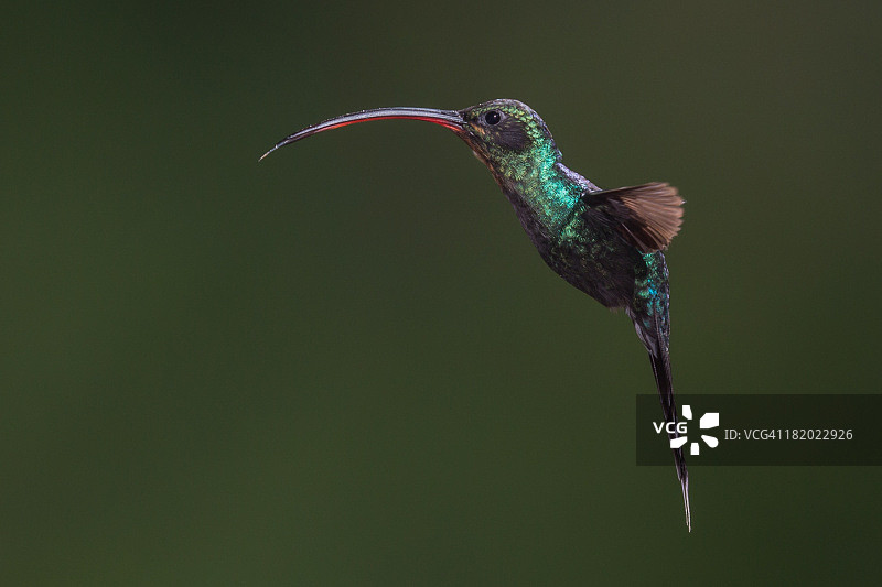 绿隐蜂鸟图片素材
