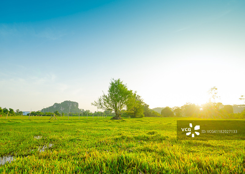 晨曦穿透盛开的树木图片素材