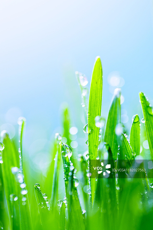 春天的草地图片素材