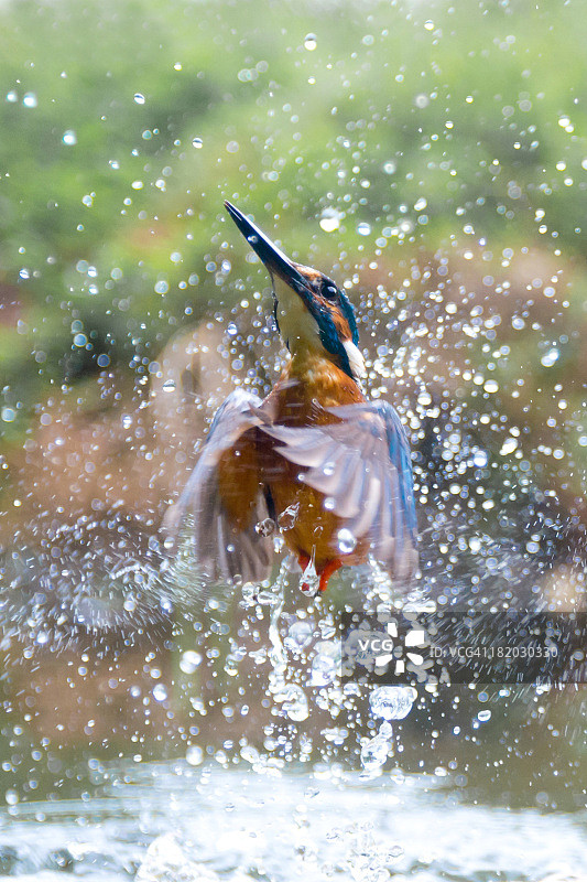 翠鸟破水而出图片素材