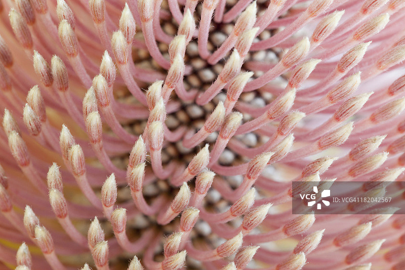 帝王花抽象背景图片素材