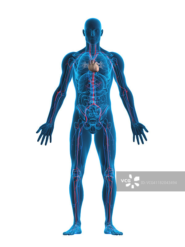 人体心脏和血管系统图片素材