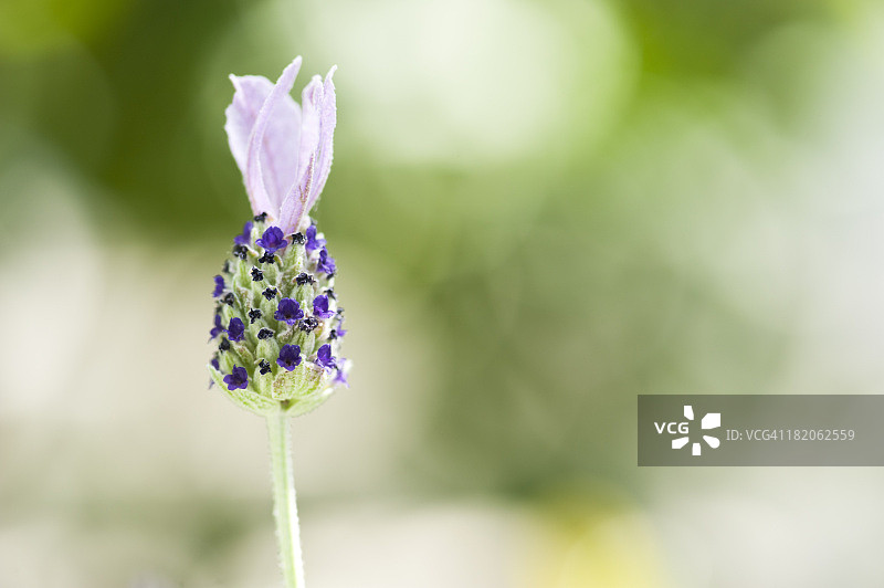 紫色小爱心图片素材