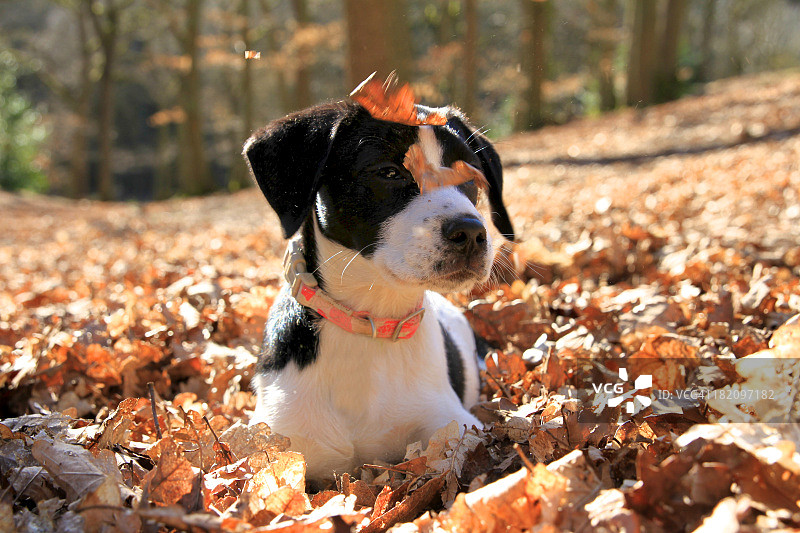 躺在秋叶中的狗图片素材