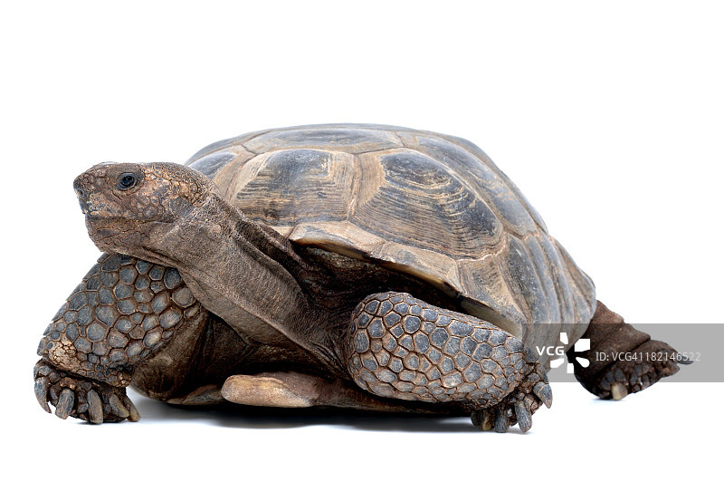 动物：孤立的沙漠龟图片素材