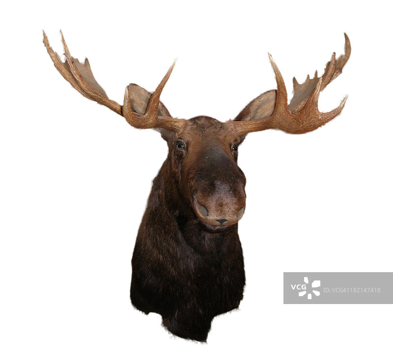 驼鹿头部图片素材