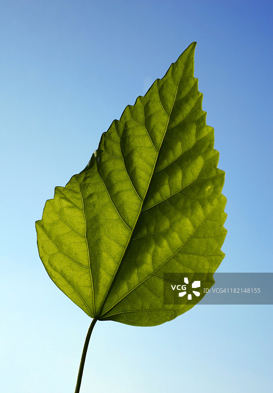 蓝色背景上的绿叶图片素材