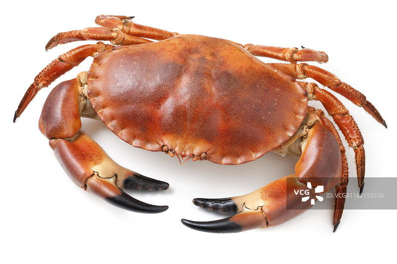 蟹图片素材