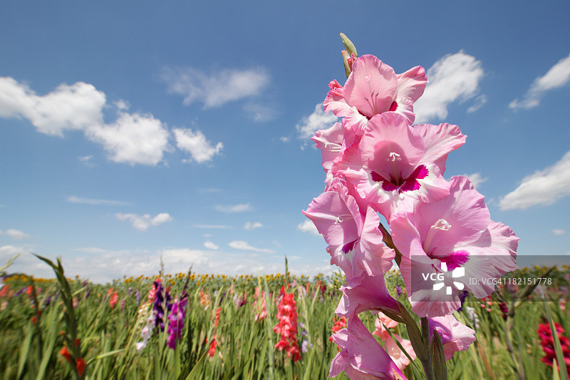 阳光下的唐菖蒲图片素材