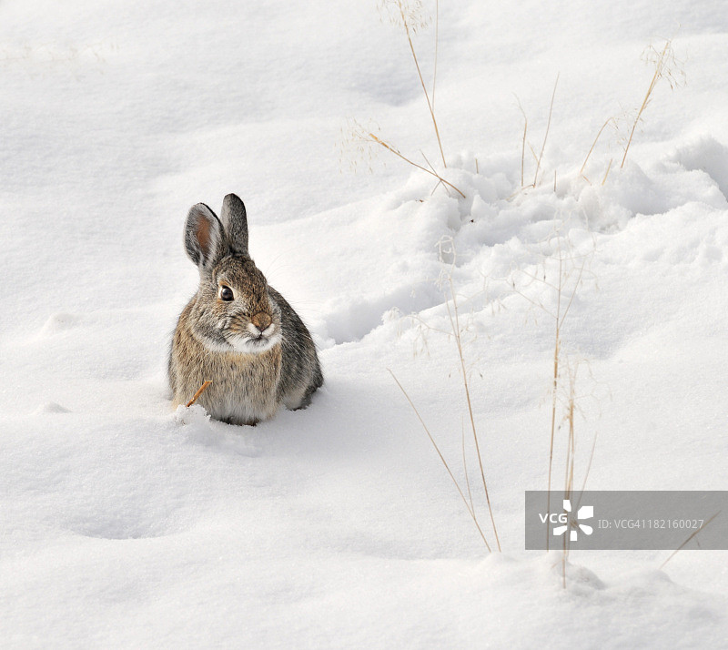 坐在雪地里的野兔图片素材