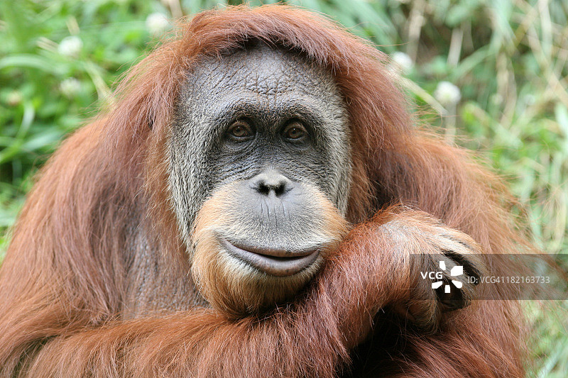 毛发旺盛的猩猩头像照片，头放在前臂上图片素材