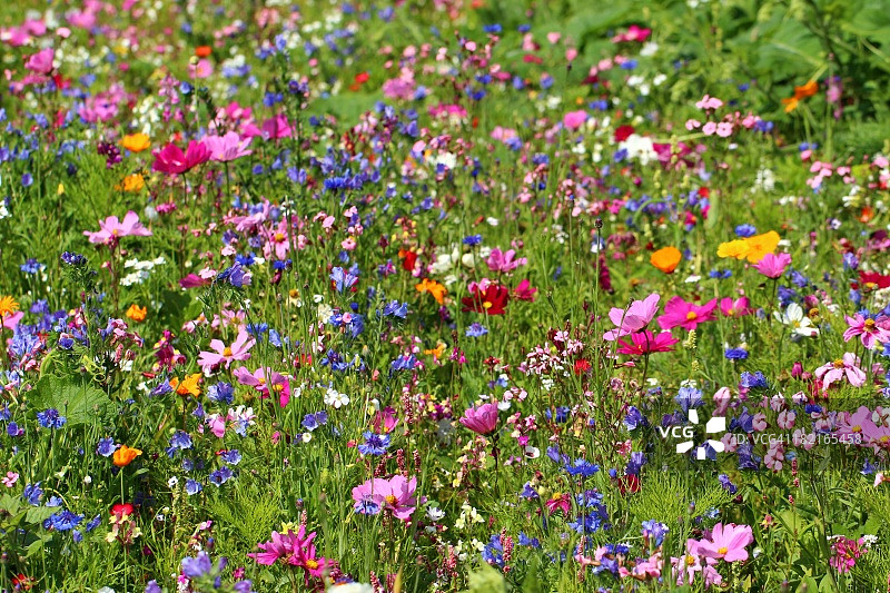 野花图片素材