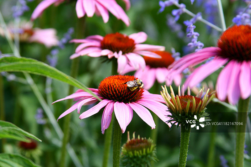 蜜蜂停留在紫锥菊上图片素材
