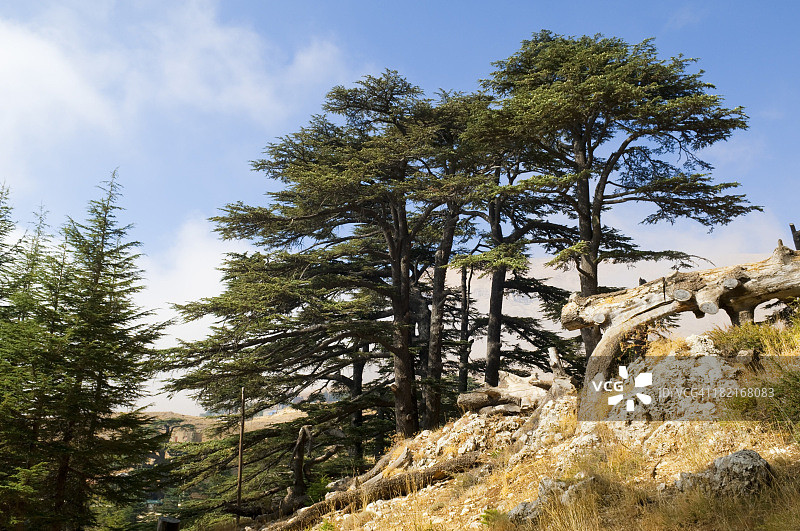 黎巴嫩Bcharre附近的雪松林图片素材