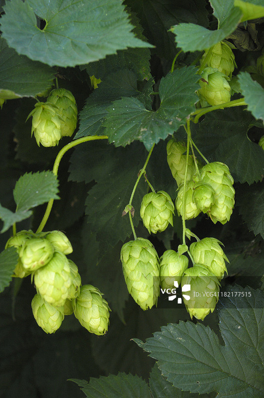 啤酒花在植物上生长特写图片素材