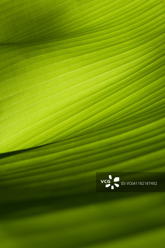 绿色香蕉叶特写镜头图片素材