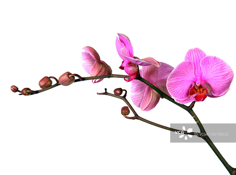 优雅的粉色兰花枝条特写图片素材