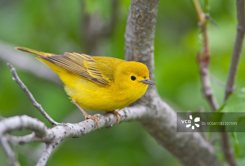 黄森莺图片素材