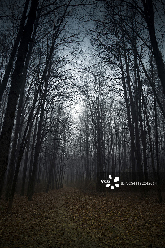 雾中的树林图片素材