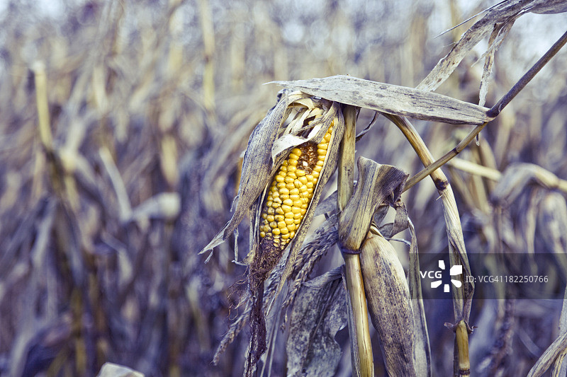 腐烂玉米的特写镜头图片素材