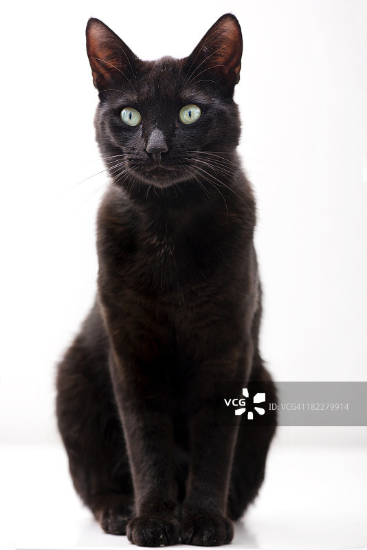 典雅的黑猫图片素材