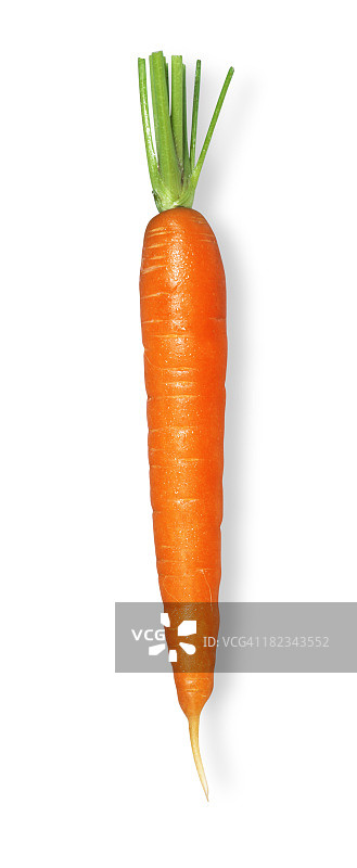 单根胡萝卜（无叶）图片素材