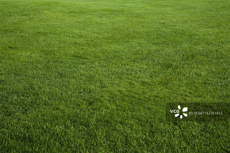 绿色的草地图片素材