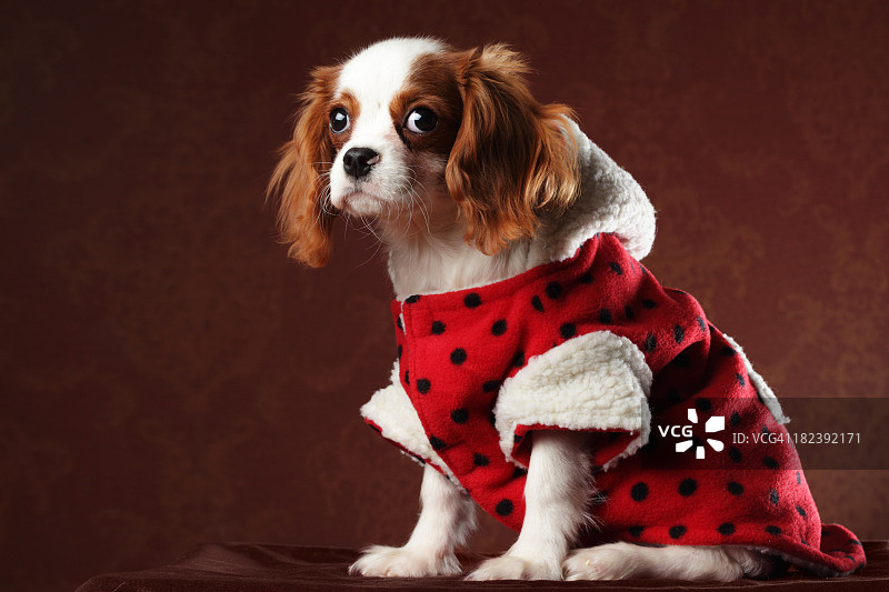 壁纸背景前的狗狗时尚图片素材