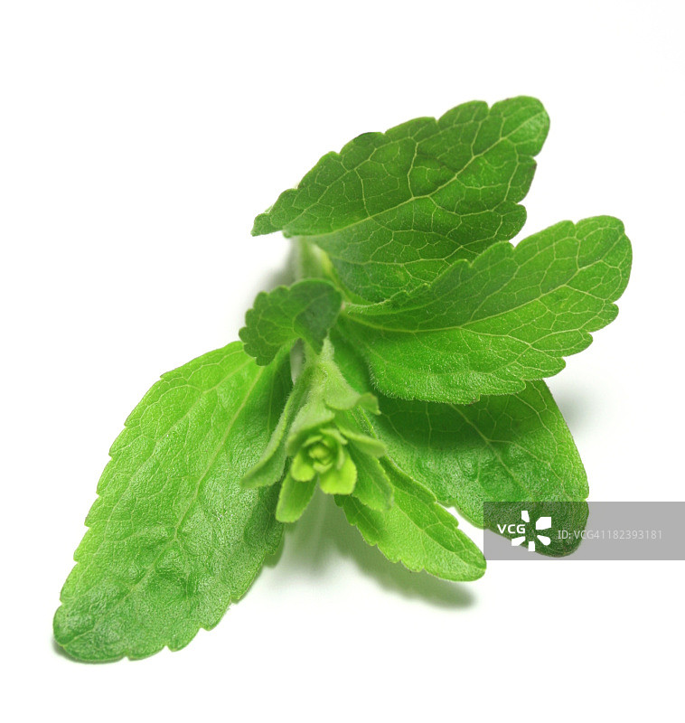 甜叶菊或甜草图片素材