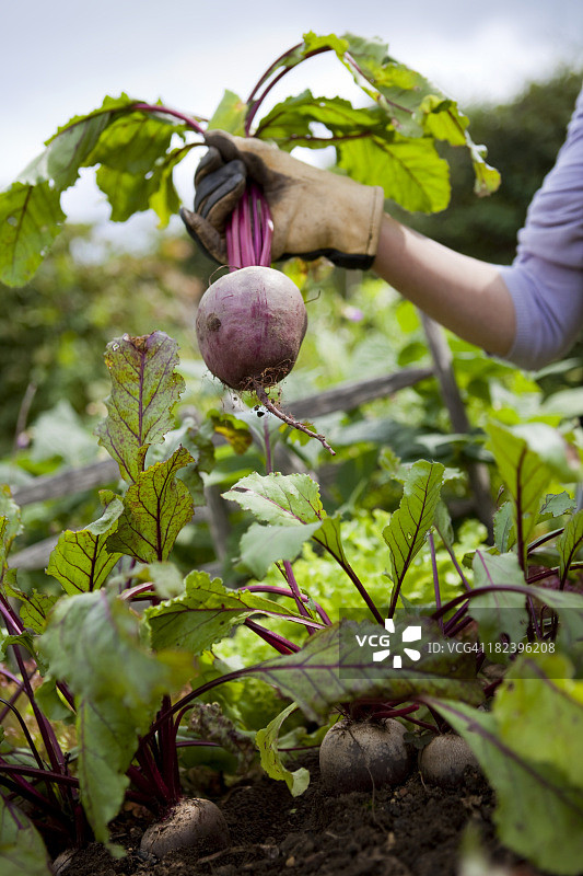在有机蔬菜园里拔甜菜根图片素材
