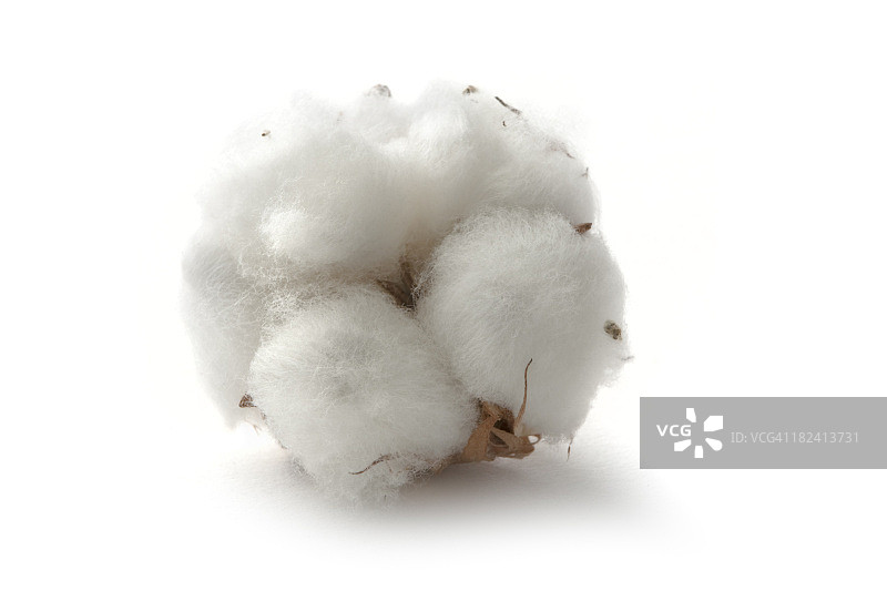 花卉：棉花图片素材
