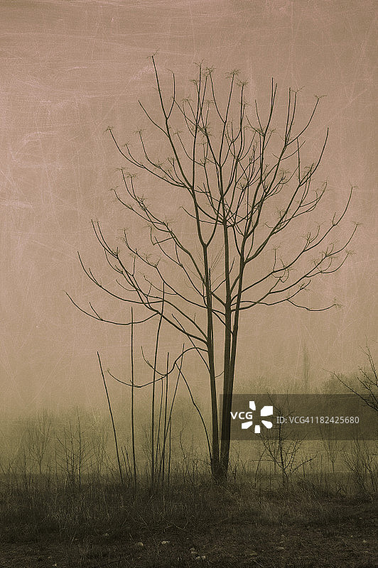 树木，低调和带有划痕的合成图像图片素材