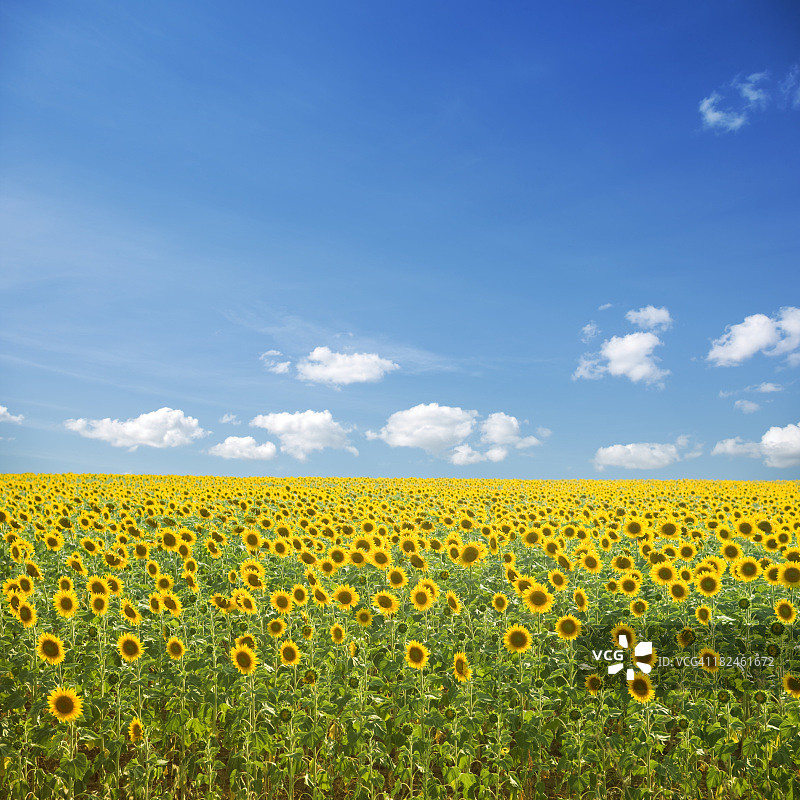 向日葵与蓝天图片素材