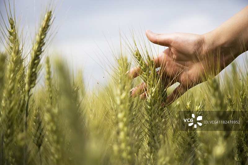 小麦与纤细的手图片素材