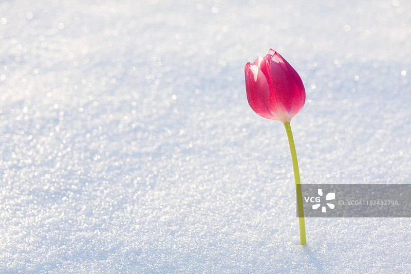 新雪中的郁金香图片素材