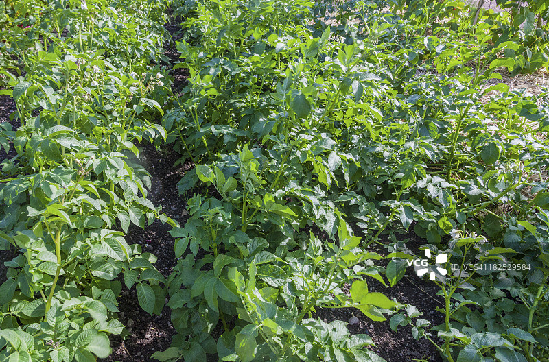 自产土豆图片素材