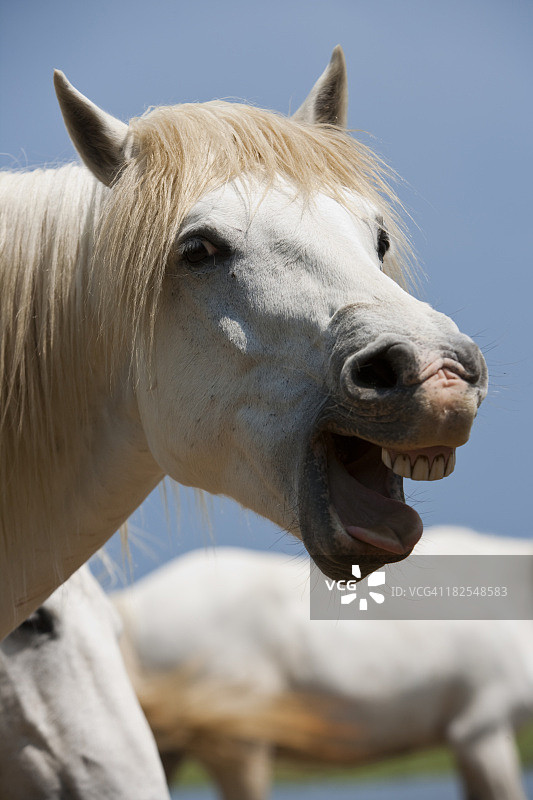 科纳岛自然保护区的卡马格马图片素材