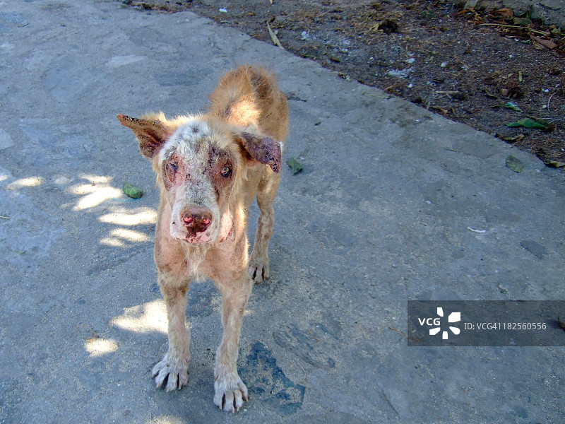 非常丑陋的狗图片素材