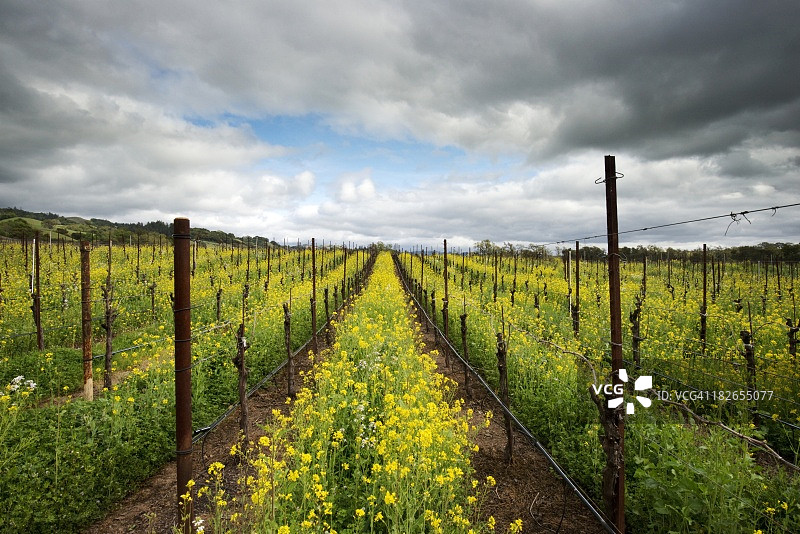 在加利福尼亚州希尔兹堡附近的春天，芥菜花吞没了索诺玛葡萄酒之乡亚历山大山谷产区的一个葡萄园图片素材