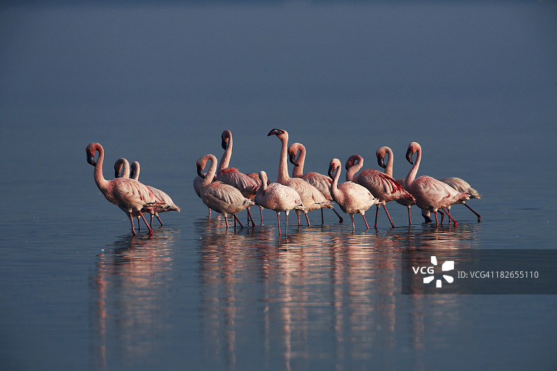 在奈瓦沙湖中行走的粉红火烈鸟图片素材