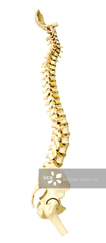 脊柱图片素材