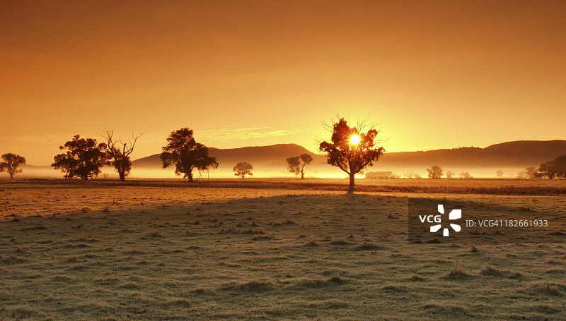 金色日落下的树木轮廓图片素材