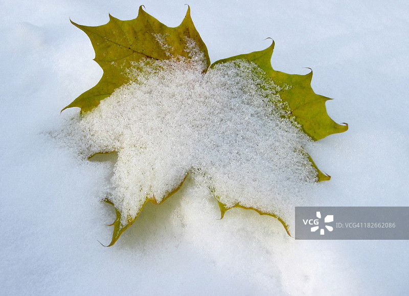 被白雪覆盖图片素材