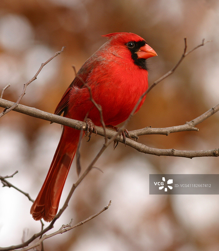 男性北部红衣主教图片素材