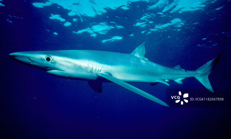 蓝色鲨鱼图片素材