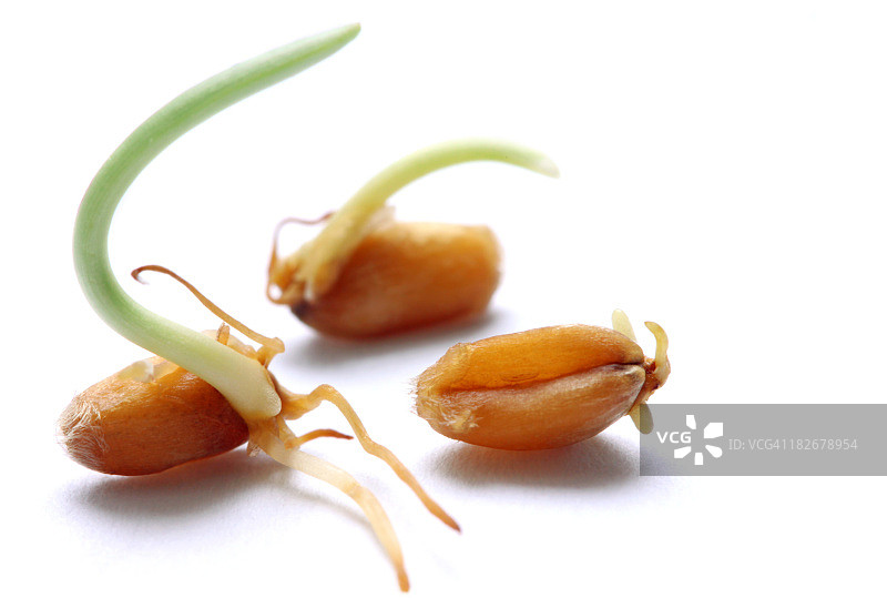 小麦苗图片素材